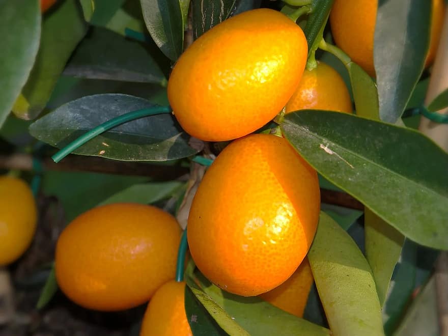 Kumquat Κούμκουάτ mykerkyra.com