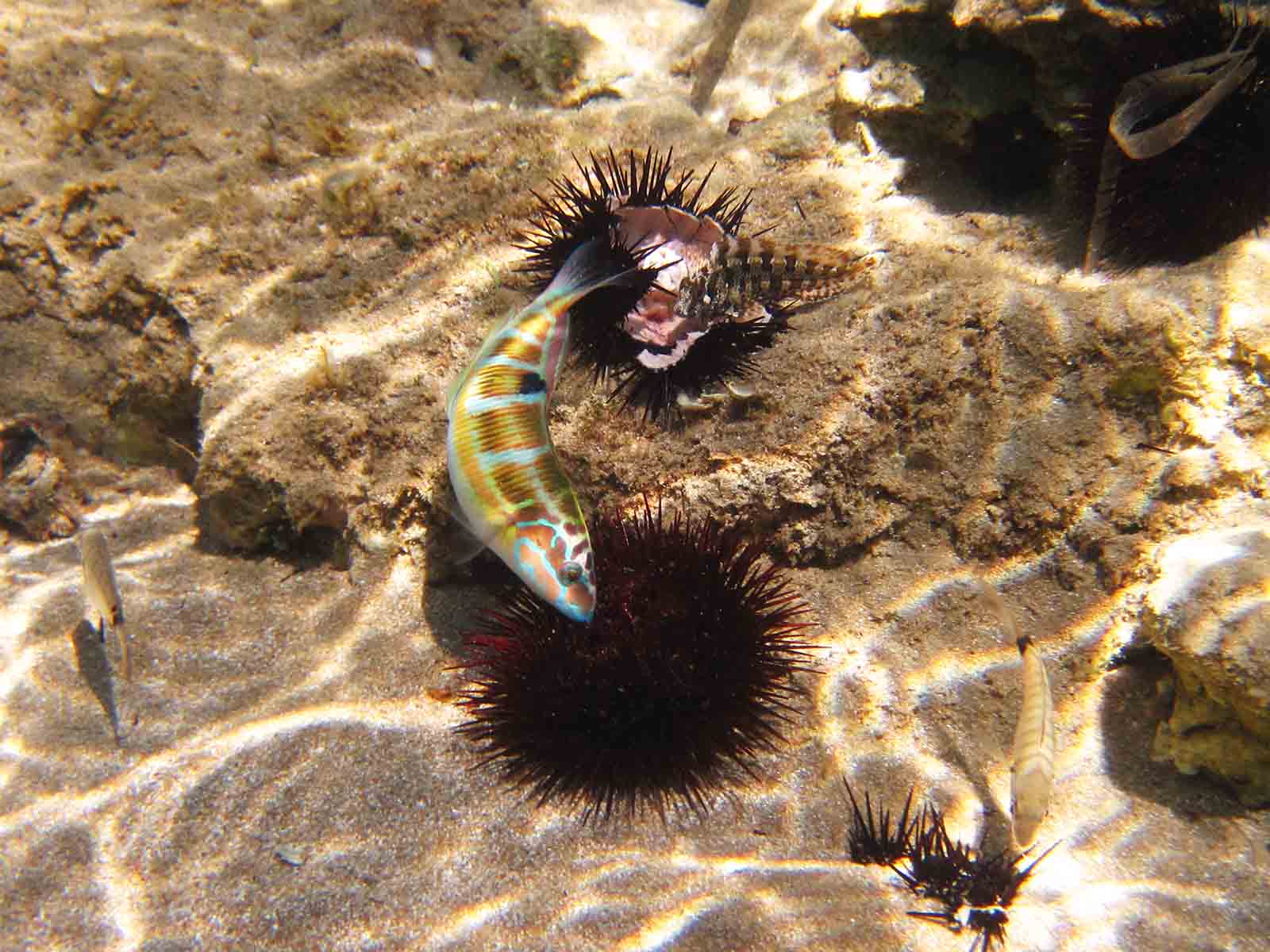 gaitanouri thalassoma pavo fish corfu