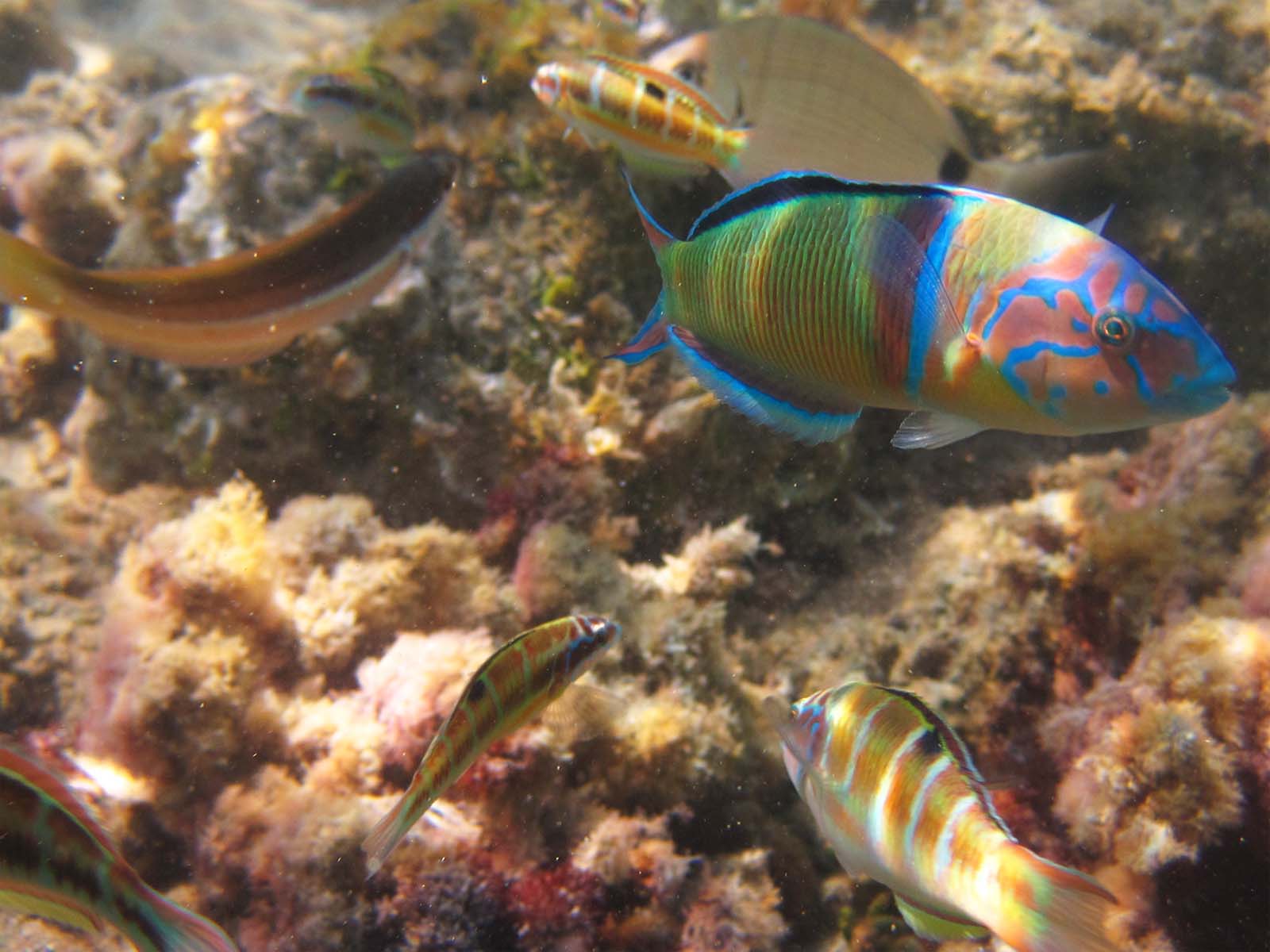 gaitanouri thalassoma pavo fish corfu