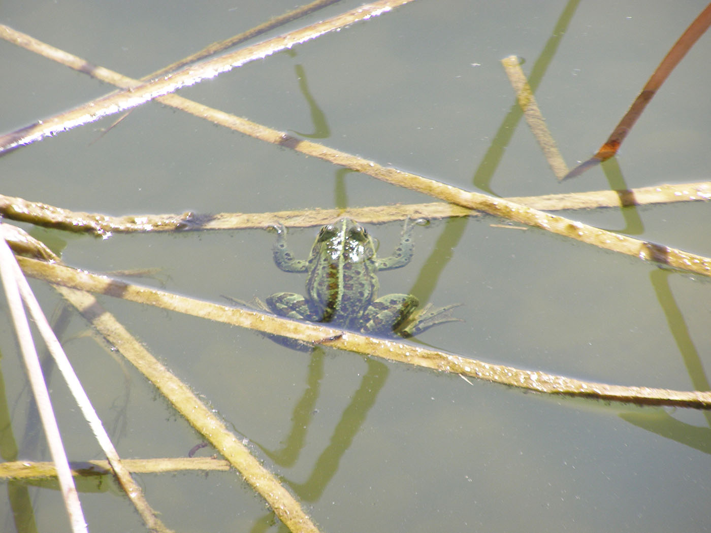 frog corfu nature