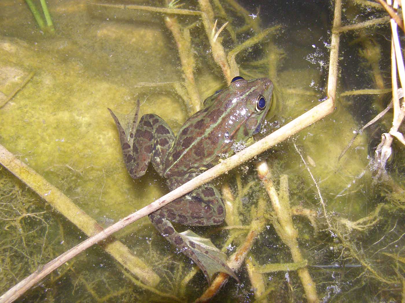 frog corfu nature