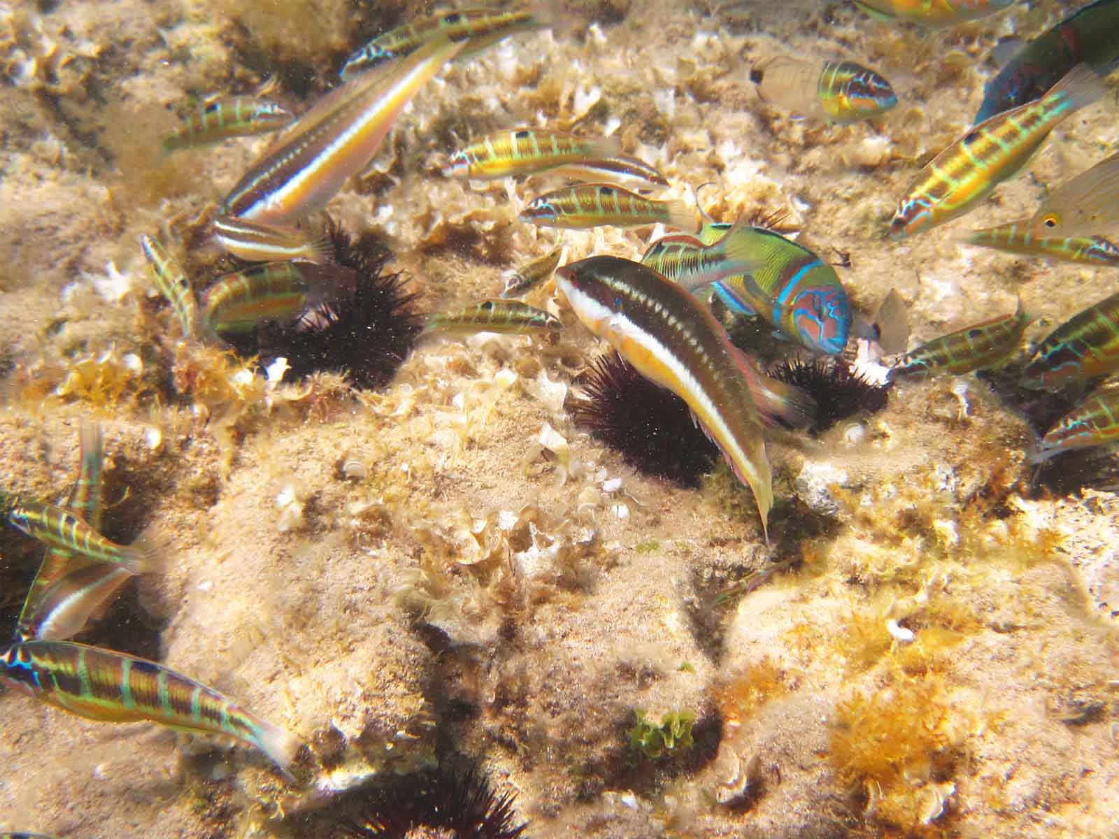 Ενημερωθείτε για την Θαλάσσια ζωή της Κέρκυρας στο mykerkyra.com