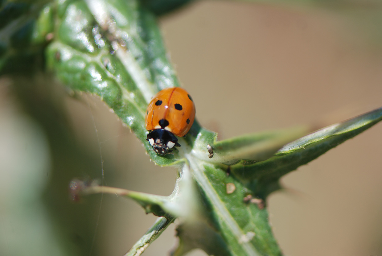 ladybird mykerkyra.com