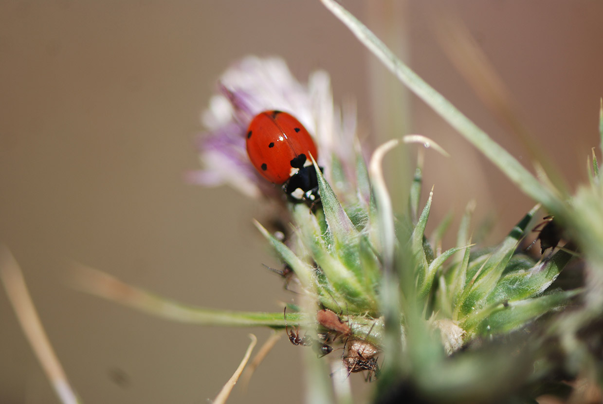 ladybird mykerkyra.com