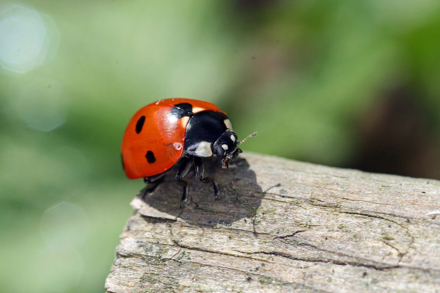 ladybird mykerkyra.com