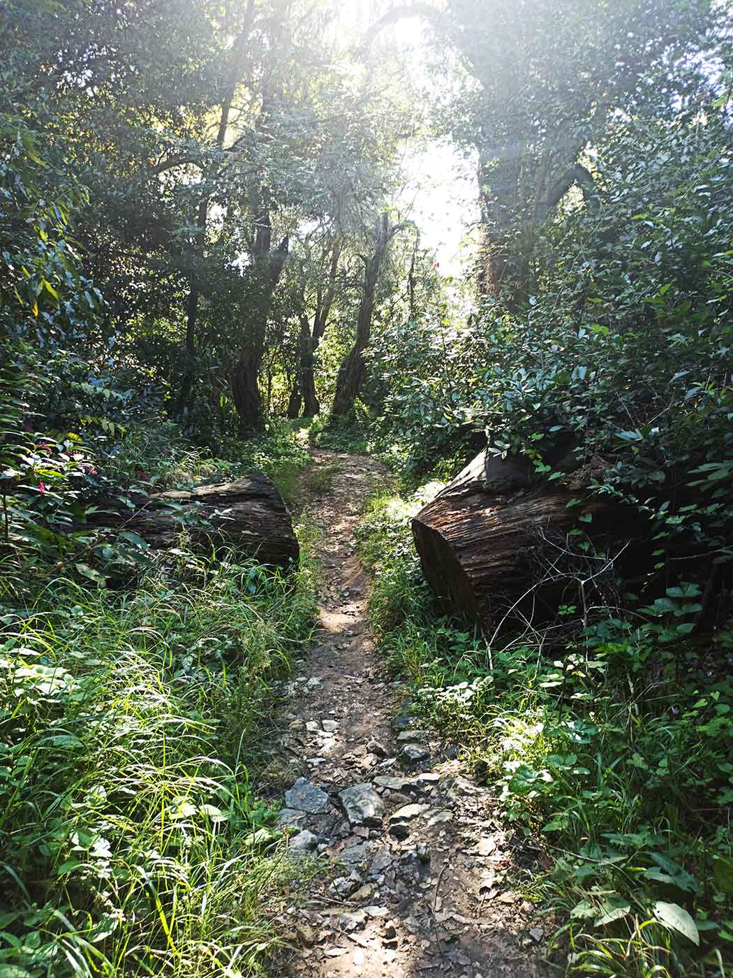 Καρδάκι Μον Ρεπό mykerkyra.com