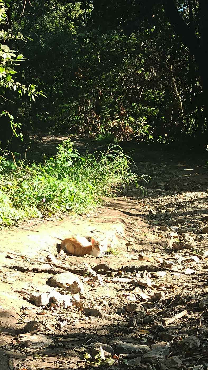 Καρδάκι Μον Ρεπό mykerkyra.com