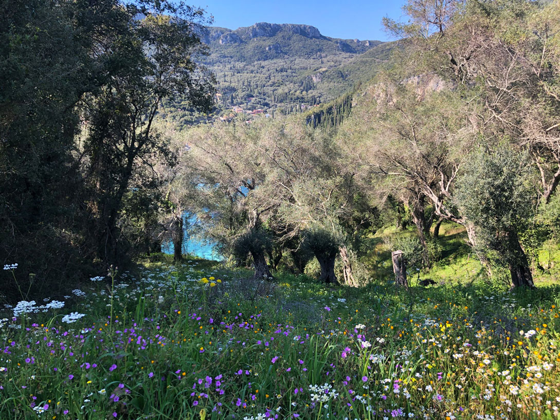 Ροβινιά Rovinia-Marilia-Makri-22 mykerkyra.com Corfu beach Kerkyra Greece