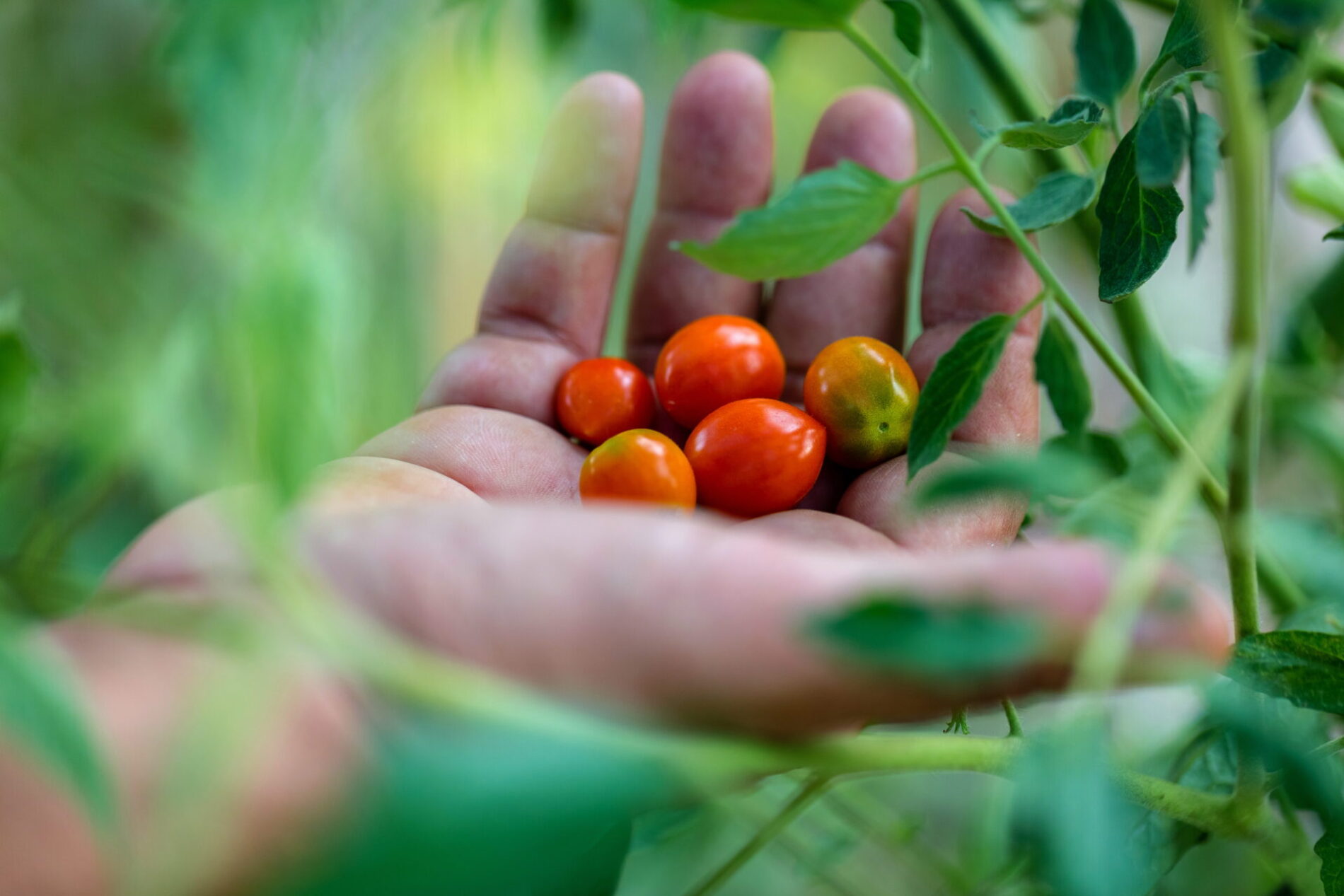 Dr Kavvadia organic farm organic olive oil single estate production farm stay and agritourism οργανική φάρμα αγροτουρισμός Κέρκυρα Corfu mykerkyra