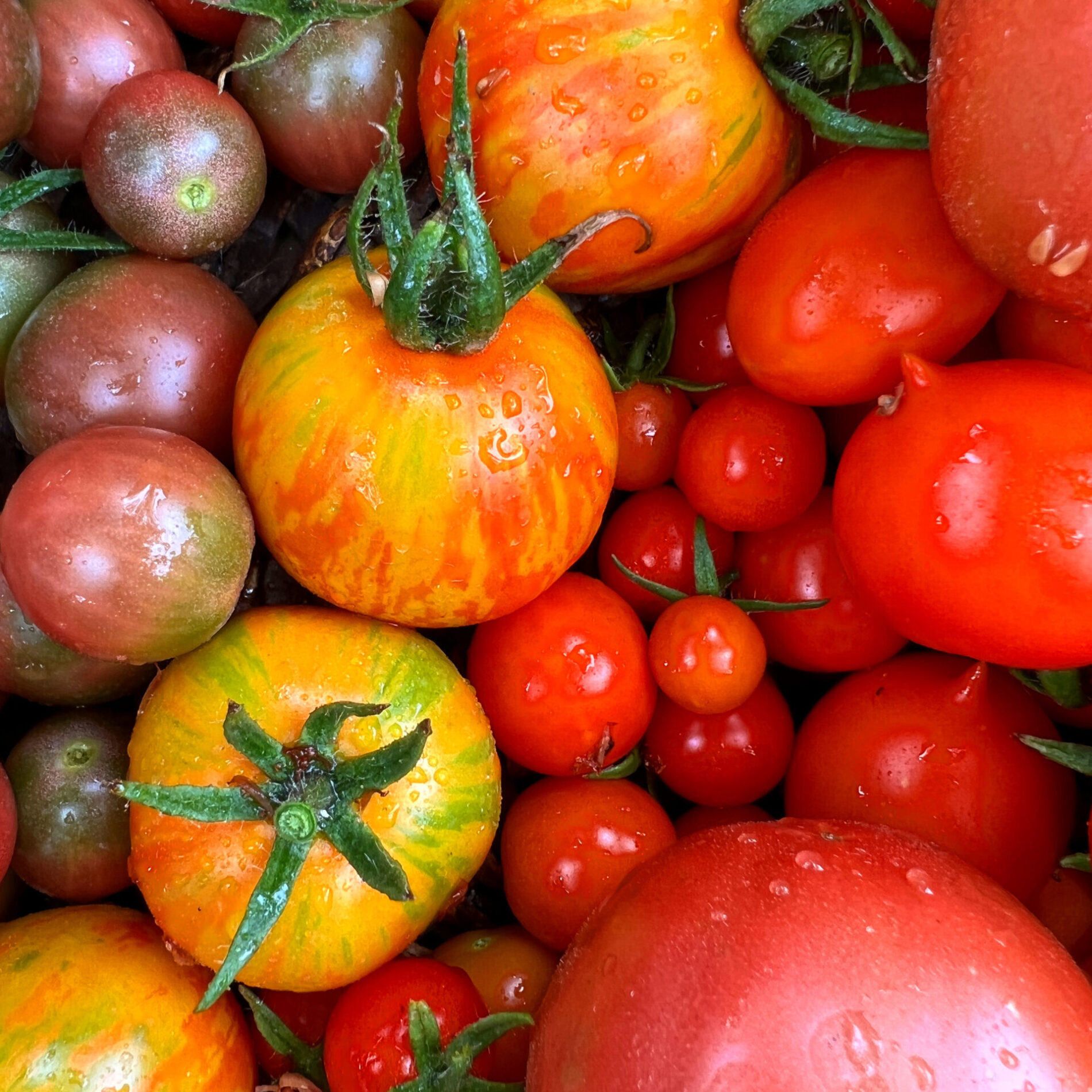 Dr Kavvadia organic farm organic olive oil single estate production farm stay and agritourism οργανική φάρμα αγροτουρισμός Κέρκυρα Corfu mykerkyra (10)