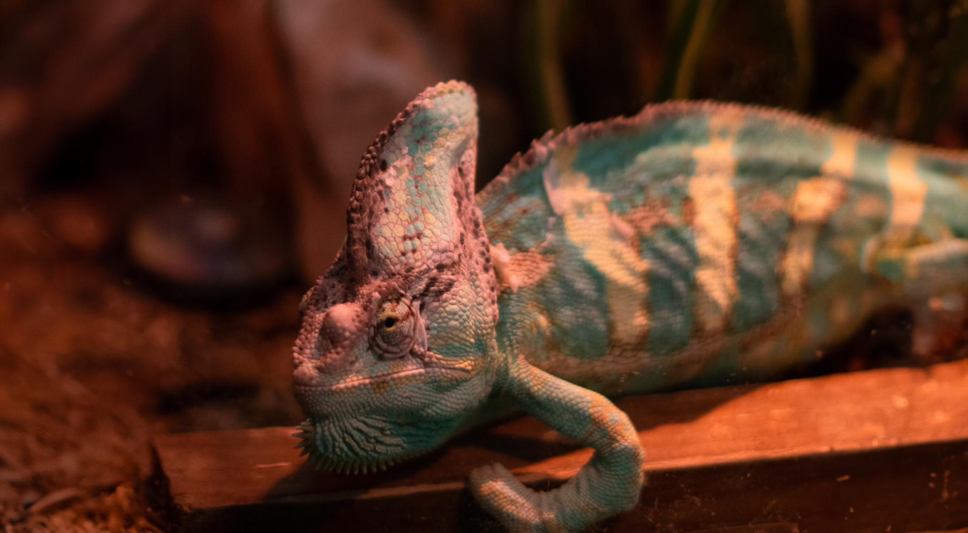 Corfu Aquarium Paleokastritsa Ενυδρείο Παλαιοκαστρίτσα ερπετά ψάρια αμφίβια Κέρκυρα mykerkyra