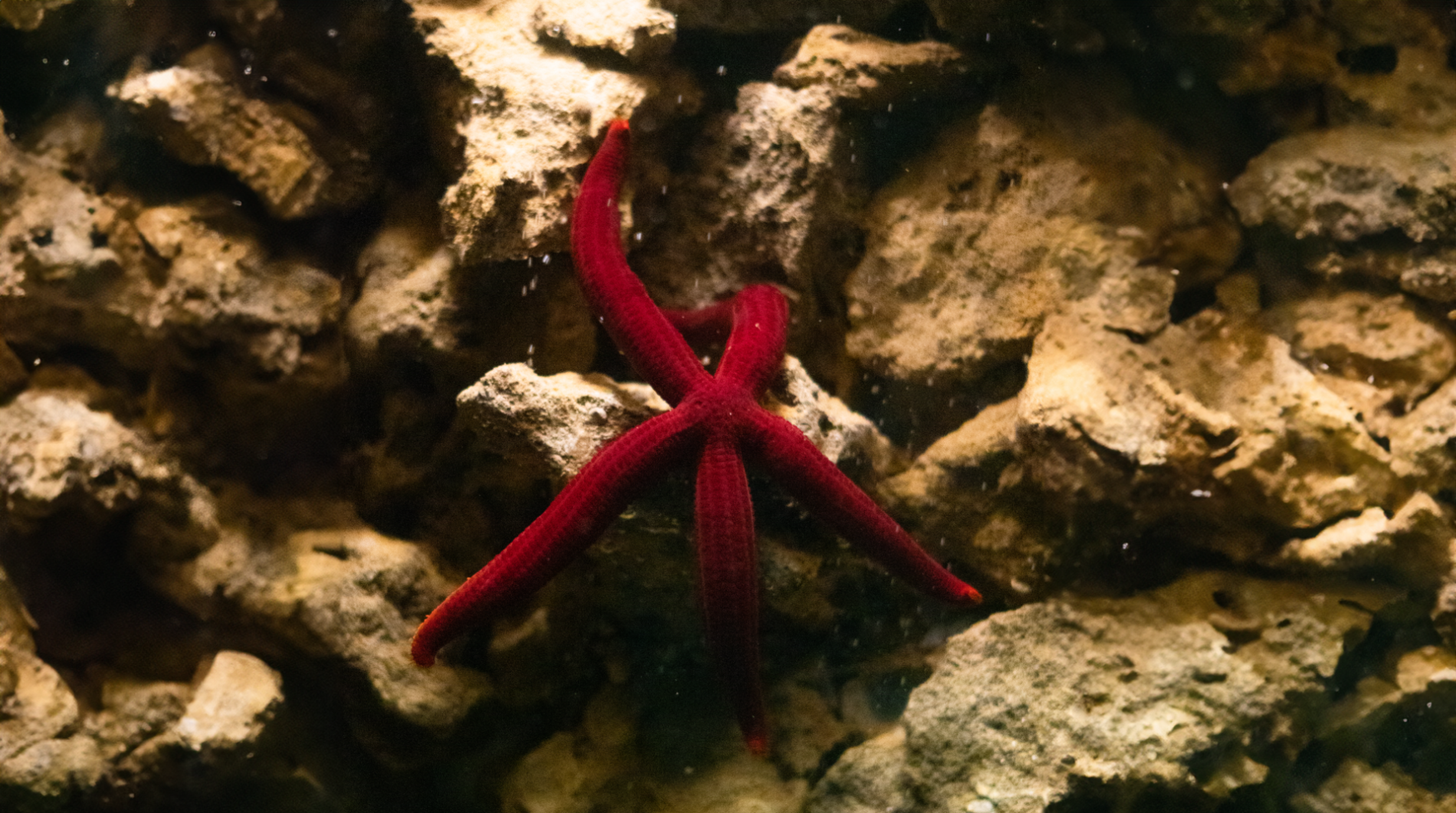 Corfu Aquarium Paleokastritsa Ενυδρείο Παλαιοκαστρίτσα ερπετά ψάρια αμφίβια Κέρκυρα mykerkyra (2)