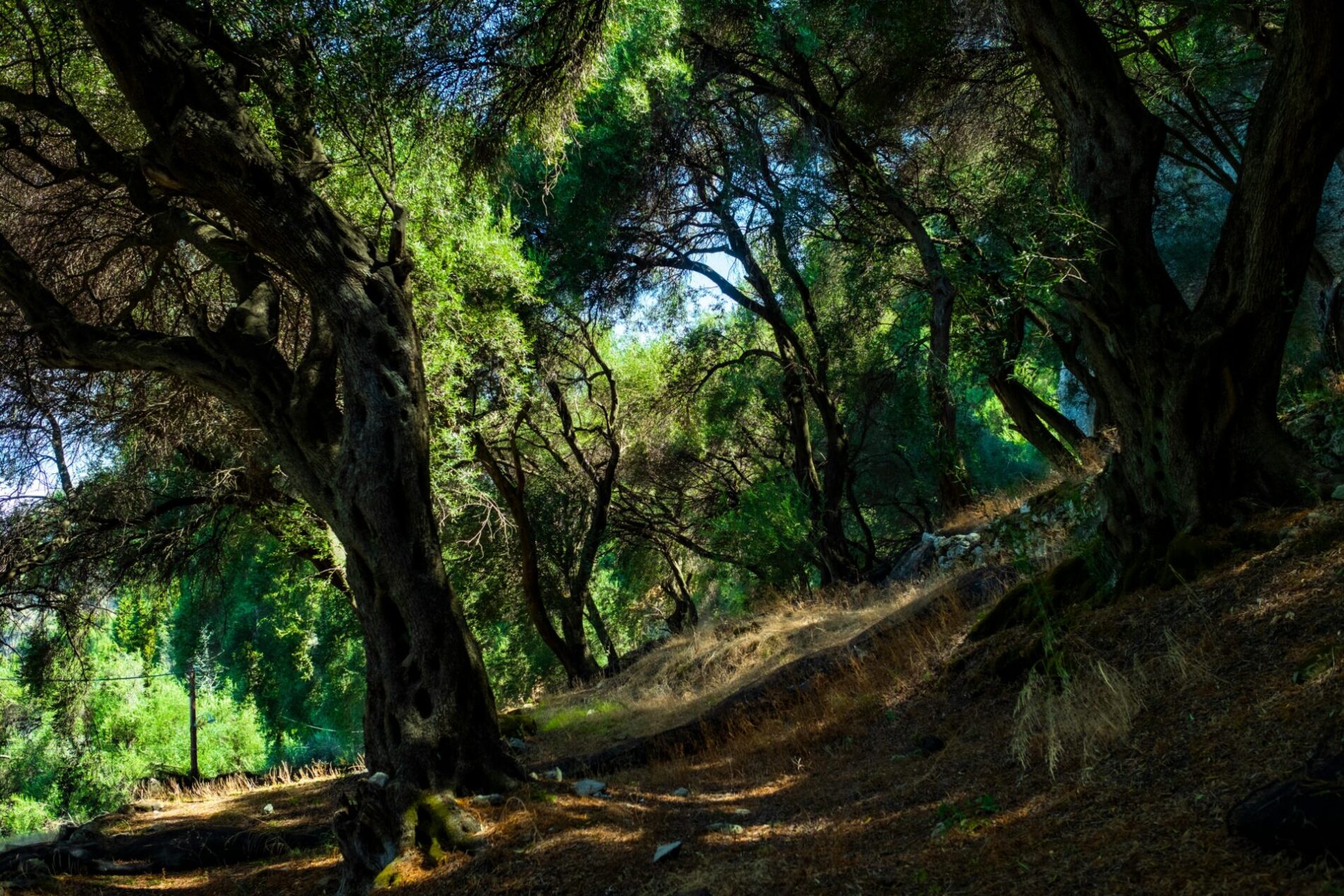 Φθινόπωρο Κέρκυρα Fall Corfu
